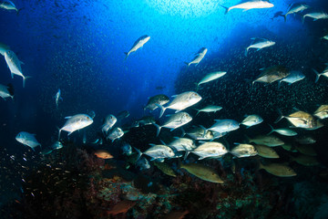 Trevally and Emperor hunting together on a tropical coral reef