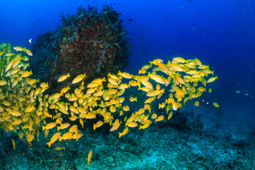 Obraz premium A school of Snapper deep underwater on a tropical coral reef