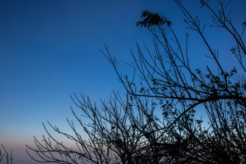 dry branch on mountain with blue sky