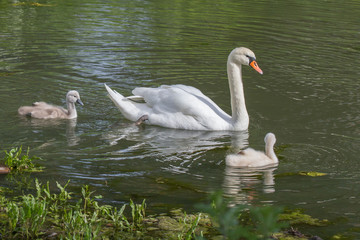 Schwan mit Küken 3