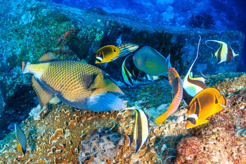 Naklejka na ściany i meble A Titan Triggerfish feeding on a tropical coral reef