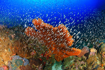 Large, colorful Sea Fans on a healthy tropical coral reef