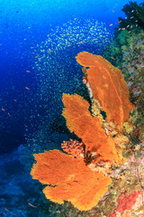 Large, colorful Sea Fans on a healthy tropical coral reef