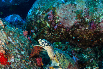 Obraz premium Hawksbill Sea Turtle on a tropical coral reef