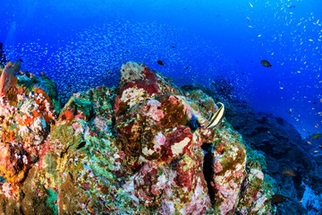 Naklejka na ściany i meble Tropical fish on a colorful coral reef