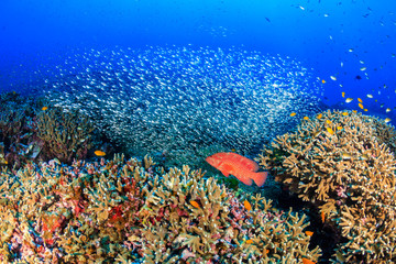 Fototapeta na wymiar Coral grouper and other tropical fish on a coral reef