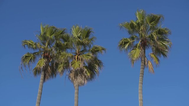 Palm Trees in Blue Sky