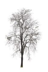 Obraz premium Dead tree isolated on white background Suitable for use.