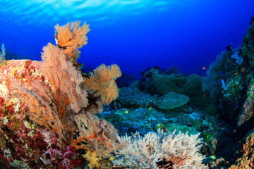 Fototapeta na wymiar Large seafans on a colorful, healthy tropical coral reef