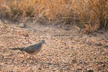 Geopelia striata bird walk on grass