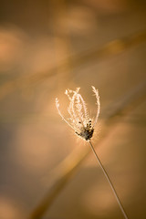 grass flower on sunset