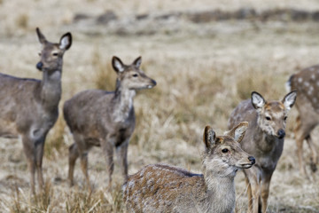 Naklejka na ściany i meble Red deer, Altai maral (Cervus elaphus sibiricus)