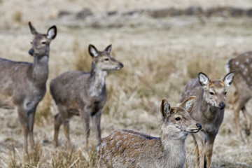 Red deer, Altai maral (Cervus elaphus sibiricus)