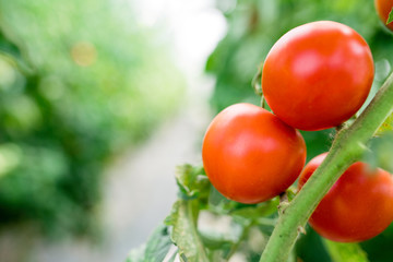 Ripe natural tomatoes growing in a greenhouse