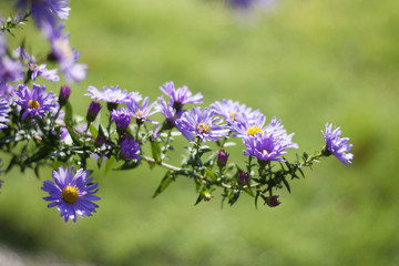 Obraz premium Purple flower, autumn