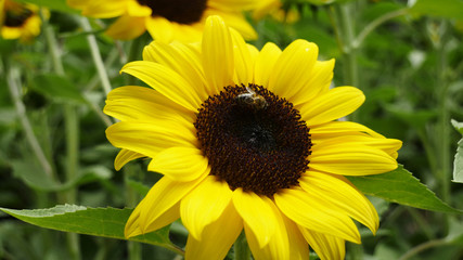 Sunflower and bee