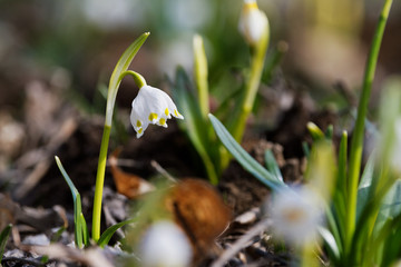 Beautiful blooming of White spring snowflake flower