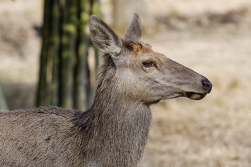 Red deer, Altai maral (Cervus elaphus sibiricus)