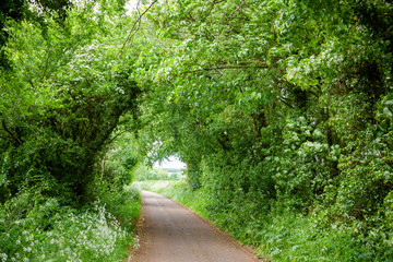 Scenic rural road through greenery in Southern England
