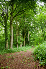 Scenic road through green forest in Southern England