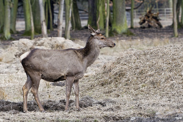 Red deer, Altai maral (Cervus elaphus sibiricus)