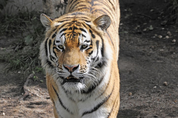 Sibirischer Tiger, Amurtiger (Panthera tigris altaica), Tigerin, Captive