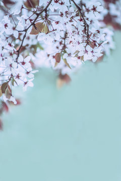 branches with white delicate spring flowers of fruit tree. Cherry flowering.   Delicate artistic photo. selective focus.

