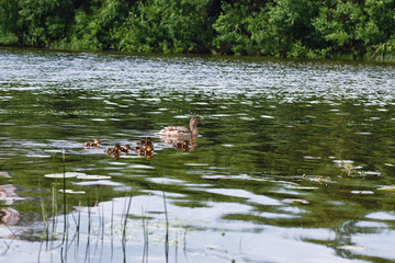 Birds on the pond. A flock of ducks and pigeons by the water. Mi