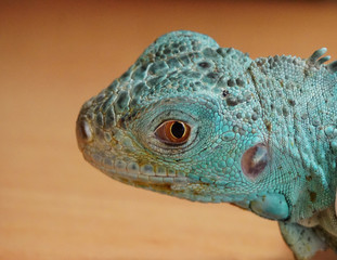 The green iguana.