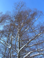 Obraz na płótnie Canvas 雪の積もる木と青空