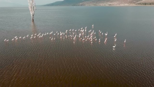 aerial view of flamingo birds on lake Nakuru in Kenya