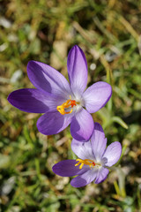 Krokusse (Crocus albiflorus), Nahaufnahme