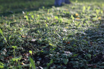 park leaf sun
