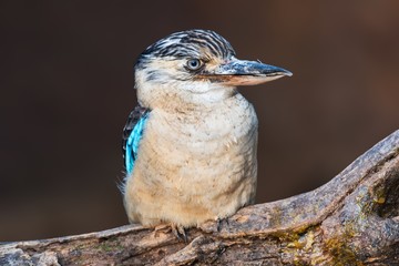 A blue-winged kookaburra on a branch