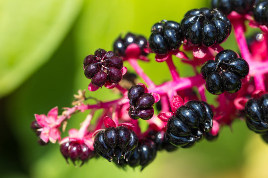 Beerentraum
