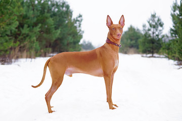 Adorable Pharaoh hound with a leather collar staying outdoors on a snow in winter