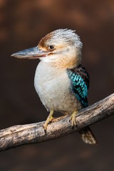 Portrait of a blue-winged kookaburra