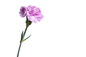Purple carnation on a white background, isolate. Close-up. Copy space