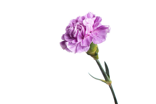 Purple carnation on a white background, isolate. Close-up. Copy space