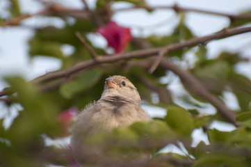 A female sparrow sitting in her nest