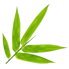 Naklejka premium Illustration of Bamboo Leaves on white background 