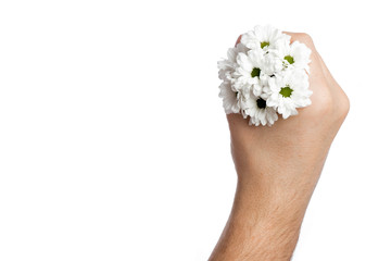 bunch of small chamomiles in a male hand on a white background, isolate. Close-up, view above. Copy space