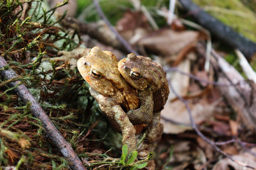 Frogs at the time of mating