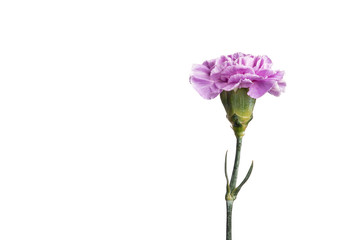 Purple carnation on a white background, isolate. Close-up. Copy space