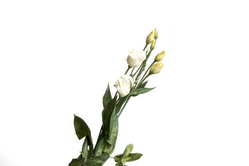 Fototapeta premium white rose on white background, isolate. Close-up, view above. Copy the space