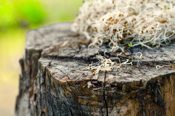 Alfalfa sprouts on wood