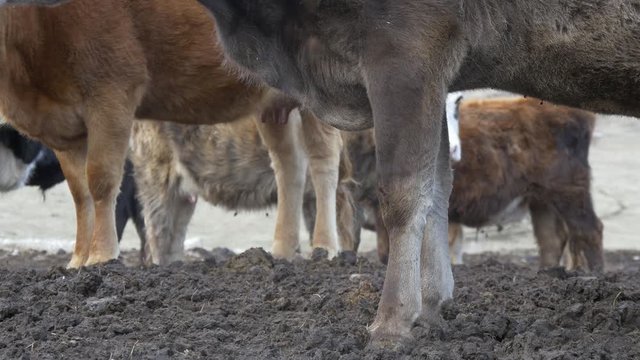 Legs of cows in the mud