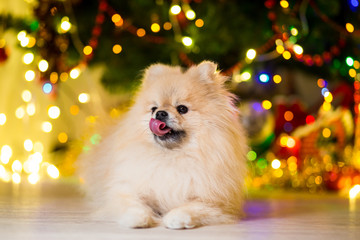 Fototapeta na wymiar A dog of the Pomeranian dog breed lick his tongue out near the New Year tree with garlands