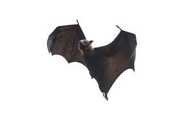 Bat flying isolated on white background (Lyle's flying fox)