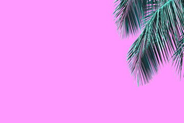 Fototapeta na wymiar Hello summer floral with tropical green leaves Concept. coconut palm leaves isolated on Pink background,with clipping path. can be used for display or enter text and montage anything your .